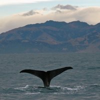 Austrālija draud Japānai ar tiesu par vaļu medībām
