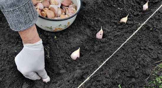 Speciālista padomi, kā pareizi sagatavot ziemas ķiplokus stādīšanai