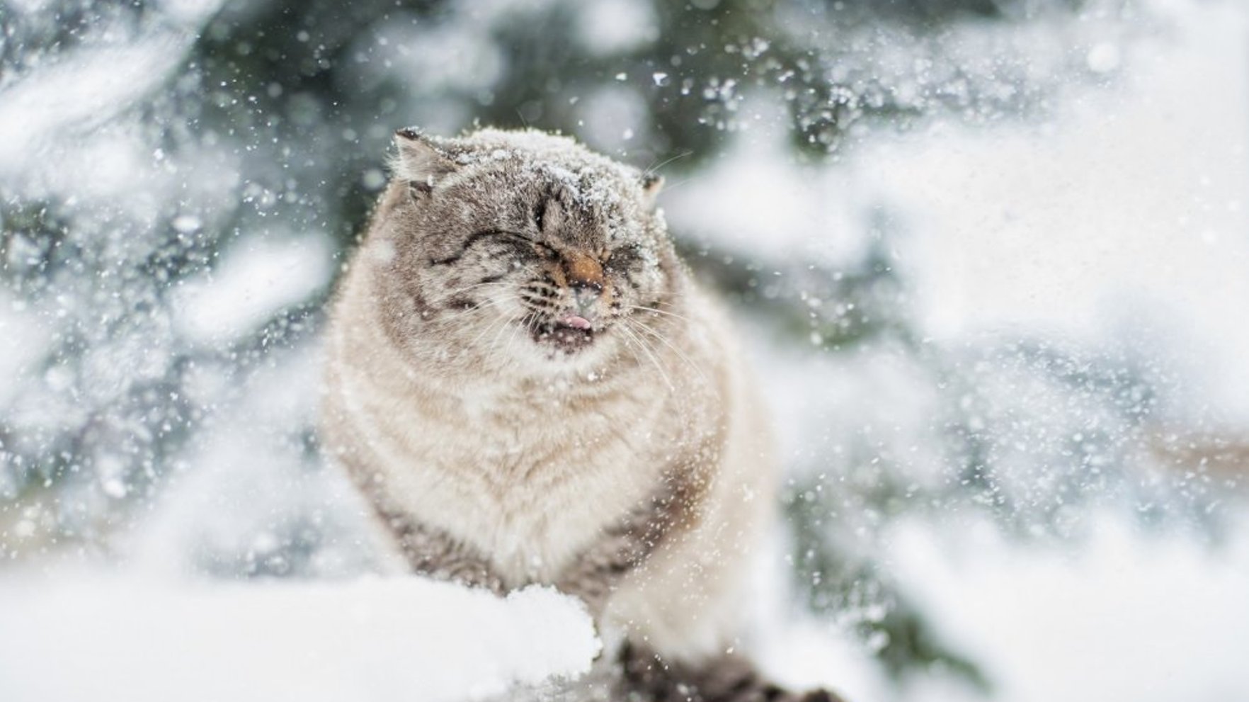 Gaidāmā sniegputeņa dēļ visā valstī izsludināts oranžais brīdinājums