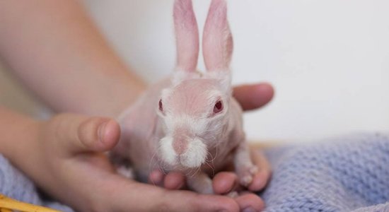 'Neviens tādu nav redzējis' – populārs kļuvis bezspalvains trusītis