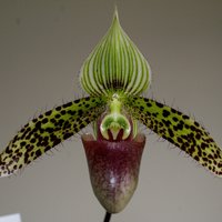 Dabas muzejā notiks orhideju un tilandsiju izstāde