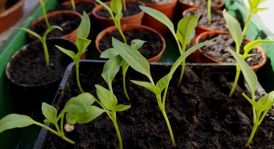 Dārza sezonas gaidās: dēstu audzēšanas knifi un labākās dārzeņu šķirnes