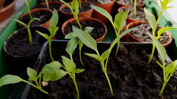 paprika, pavasaris, sējas laiks