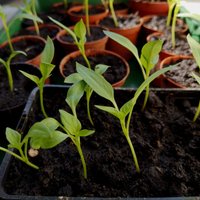 Dārza sezonas gaidās: dēstu audzēšanas knifi un labākās dārzeņu šķirnes