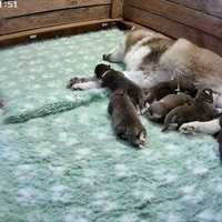 ВИДЕО: В России запустили трансляцию о жизни новорожденных щенков хаски