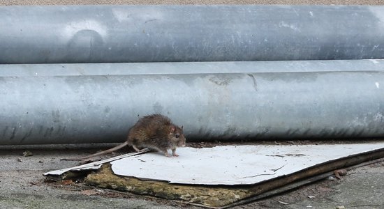 Ņujorkā žurku invāziju mēģinās apturēt ar kontracepcijas tabletēm