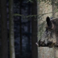 Африканская чума свиней обнаружена у семи кабанов в Латгалии и Видземе