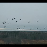 Lielais pārlidojums: zosu atgriešanās Koknesē fiksēta skaistā video