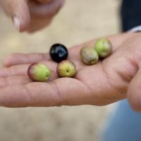 ВИДЕО. Оливковое масло как образ жизни: как выращивают оливки в Испании