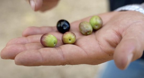 ВИДЕО. Оливковое масло как образ жизни: как выращивают оливки в Испании