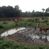 PVD saņem sūdzības par bēdīgajiem apstākļiem dzīvnieku aizstāvju biedrībā
