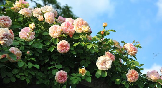 11 rožu šķirnes, kas dārzu rotās ar varenu ziedu krūmu