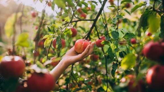 ābele āboli rudens raža augļu koki