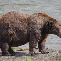 Sākusies balsošana par Aļaskas resnāko lāci