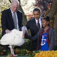 Обама помиловал Кобблера и Гобблера на День благодарения