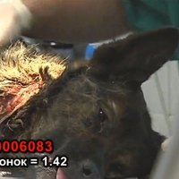 ЧП на Луцавсале: бродяги пытались отрезать собаке голову
