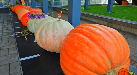 Foto: Salaspilī noskaidroti brangāko ķirbju audzētāji