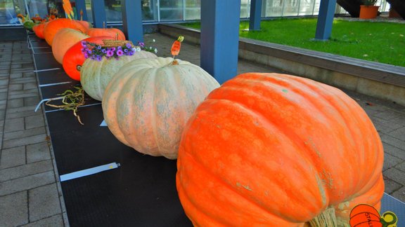 ķirbji, 100 tuvākais ķirbis,  Salaspils Ražas svētki