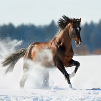 Vētrā Baltijas jūrā uz 'Tallink' prāmja bojā gājuši elitāri sporta zirgi