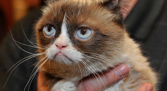 Умерла легендарная сердитая кошка Grumpy Cat