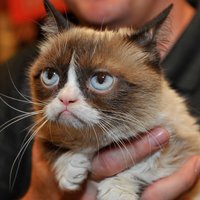 Сердитый котик встретился с поклонниками в Нью-Йорке