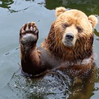 Медведи могут вернуться в Лигатне в конце ноября