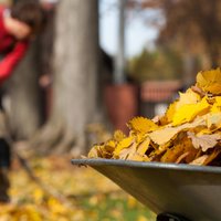 Rīgā oktobra izskaņā un novembrī varēs bez maksas nodot koku un krūmu lapas