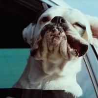 Video: 'Volkswagen' katram savam modelim piemeklējis atbilstošu suņu šķirni