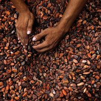 Laima прекращает производство шоколада из какао-бобов