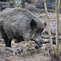 Līgatnes dabas taku mežacūkai Magonei dzimuši pieci neganti sivēntiņi