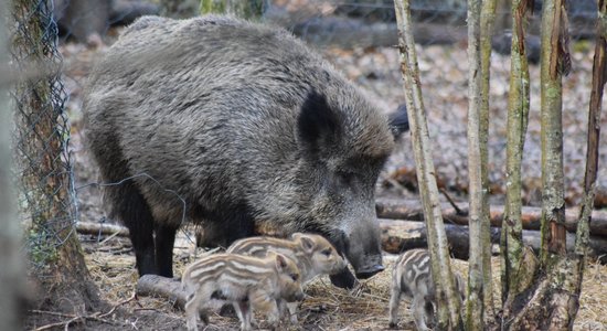 Līgatnes dabas taku mežacūkai Magonei dzimuši pieci neganti sivēntiņi