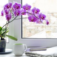 Laistīšana, mēslošana, pārstādīšana un citi padomi, kā kopt orhidejas