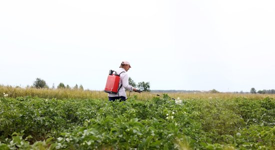 Теплая и влажная погода способствует развитию фитофтороза: как защитить свой картофель?