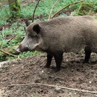 ПВС: пока свиная чума обнаружена только у диких кабанов