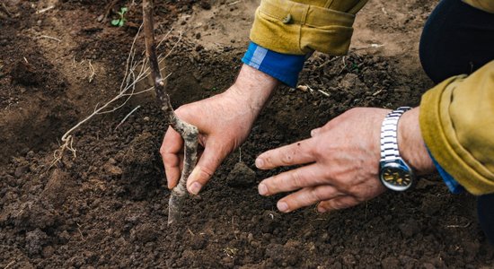 Lapkritis – laiks savu dārzu papildināt ar kailsakņu stādiem