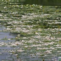 Šlokenbekas Dzirnavu ezera beigtās zivis pašvaldība ir aprakusi