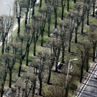 В Риге посадят новые деревья, закупка саженцев обойдется в 118 тысяч евро