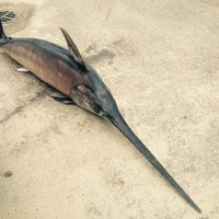 ФОТО: В Лиепае на берег выбросило редкую особь - меч-рыбу