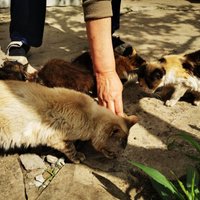 Palīdzi palīdzēt! Labdarības kampaņā aicina ziedot dzīvniekiem Ukrainā