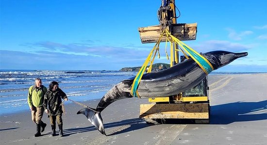 Jaunzēlandes piekrastē izskalots līķis varētu būt pasaulē retākais valis