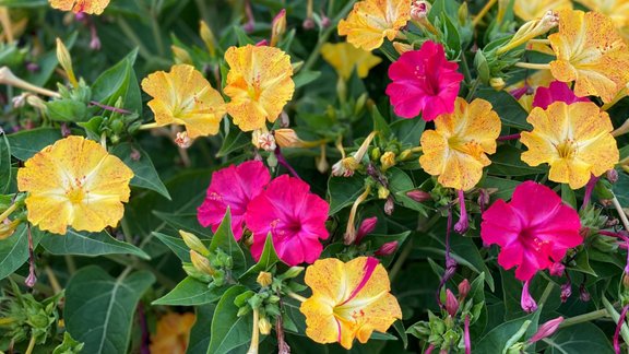 mirabilis, Mirabilis jalapa, Peru brīnumpuķe, brīnumpuķe