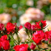 Arī karalienes rozes mēdz slimot. Kā cīnīties ar nejaukiem nelabvēļiem