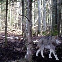 Video: Ķemeru nacionālajā parkā nofilmēti savvaļas vilki