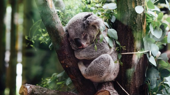 koala, miegs