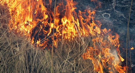 Kūlas dedzināšanas neprāts uzņem apgriezienus