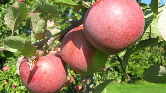Gudrs dārznieks apgriež ābeles vasarā – pēc Jāņiem. Zini, kāpēc?