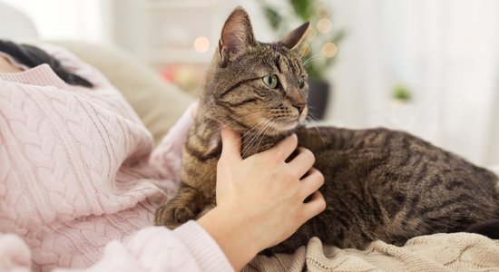 Japāņu pētnieki pierādījuši – kaķi spēj atpazīt savu vārdu