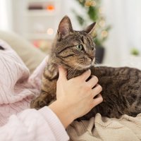 10 признаков того, что вы хороший хозяин для вашей кошки