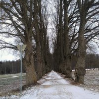 Dabas aizsardzības pārvalde publicējusi Latvijas skaistāko koku aleju aprakstus