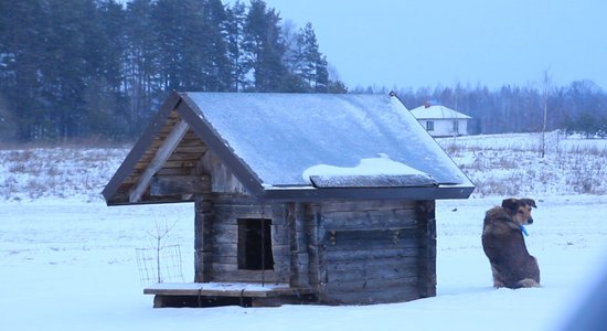 Video: Vairums suņu vēl aizvien nav čipēti un reģistrēti